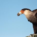 southern-crested_caracara
