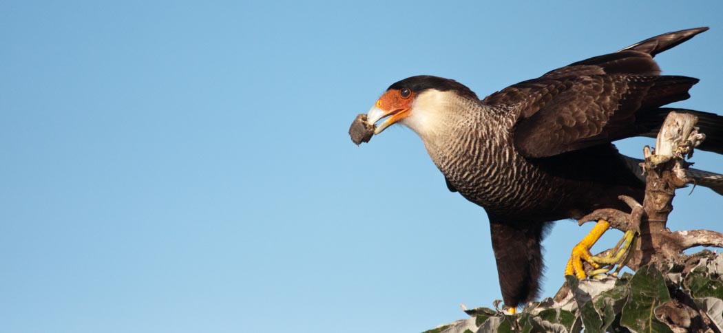 southern-crested_caracara