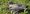 southern_lapwing