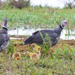 southern_screamer