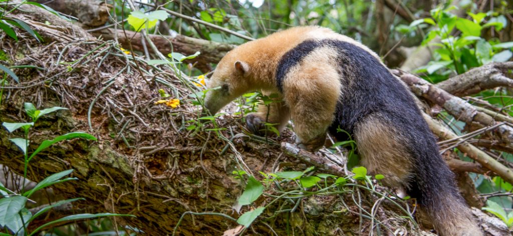 southern_tamandua