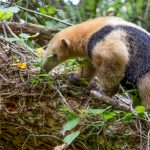 southern_tamandua