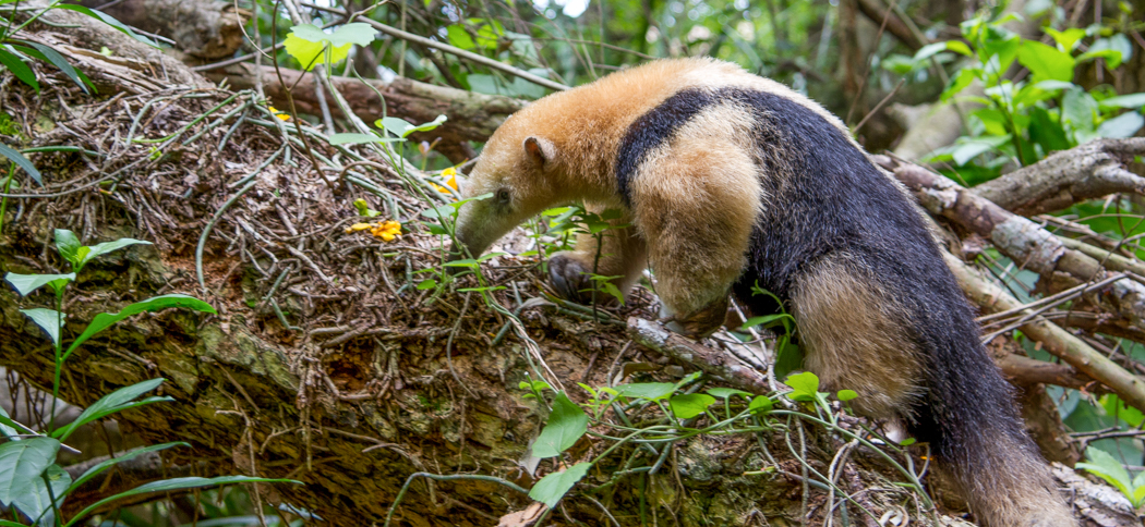 southern_tamandua