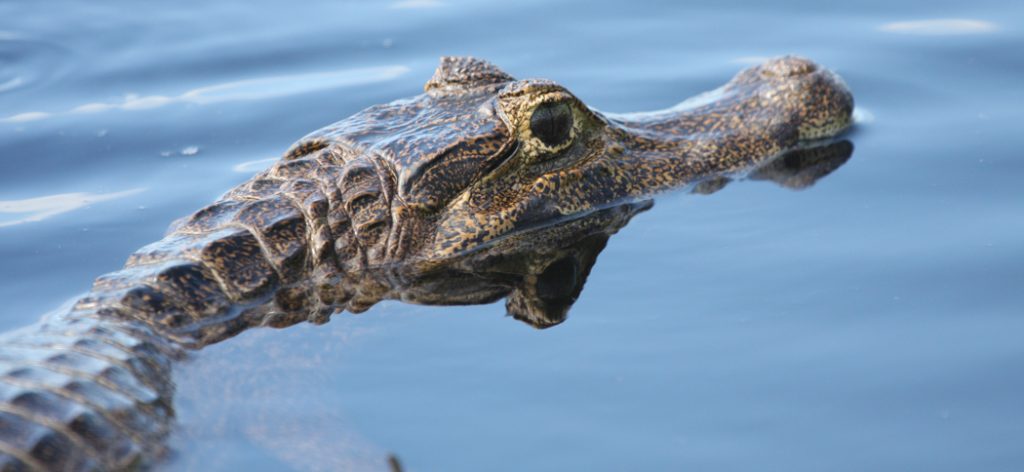 spectacled_cayman