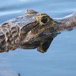 spectacled_cayman