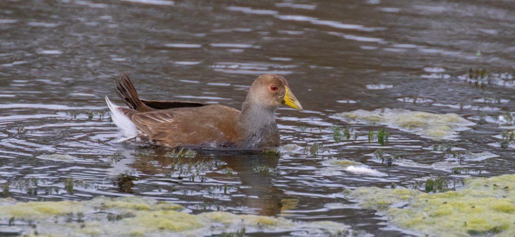 spot-flanked_gallinule