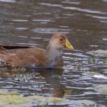 spot-flanked_gallinule