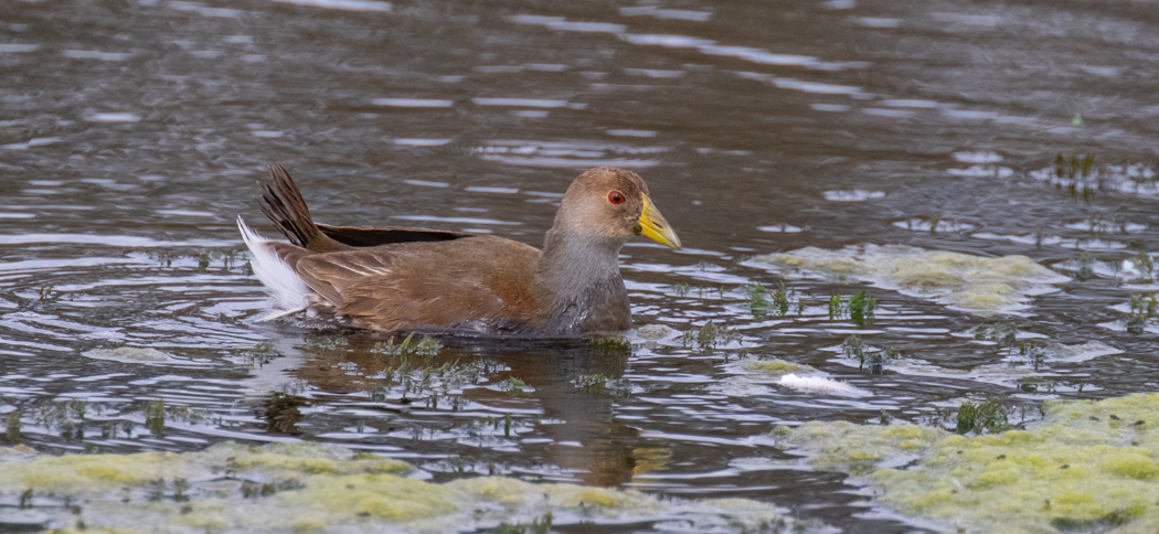 spot-flanked_gallinule