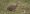 spotted_nothura