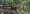 squirrel_cuckoo