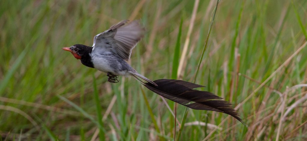 strange-tailed_tyrant