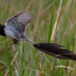 strange-tailed_tyrant