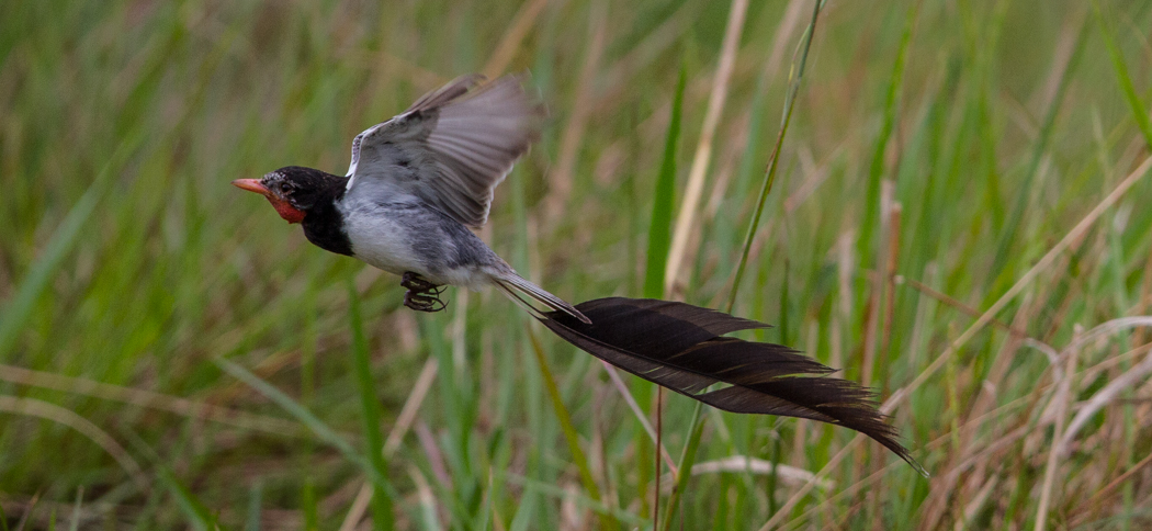 strange-tailed_tyrant