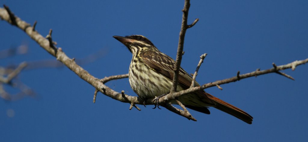 streaked_flycatcher