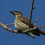 streaked_flycatcher