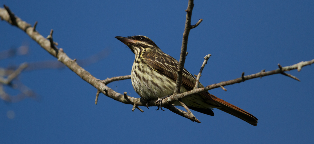 streaked_flycatcher