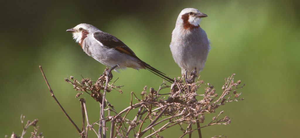 streamer-tailed_tyrant