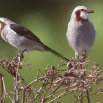 streamer-tailed_tyrant