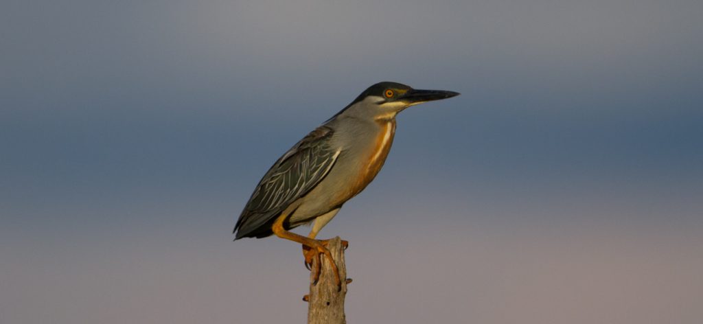 striated_heron