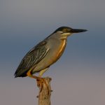 striated_heron