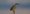 striated_heron