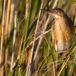 stripe-backed_bittern