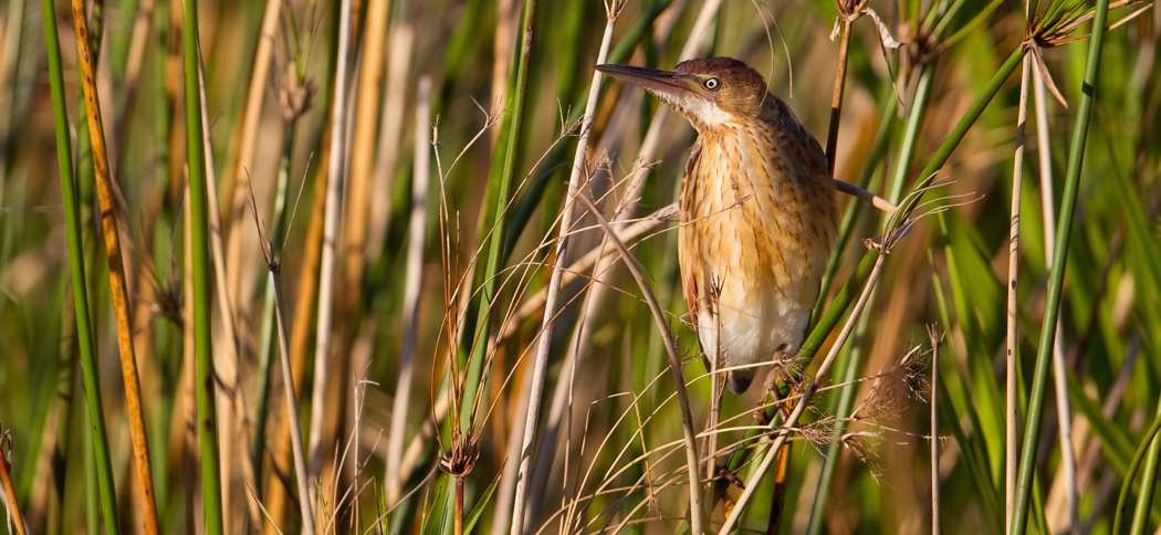 stripe-backed_bittern