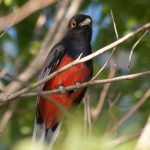 surucua_trogon