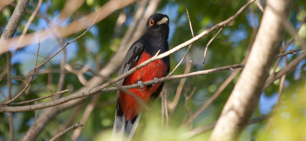 surucua_trogon