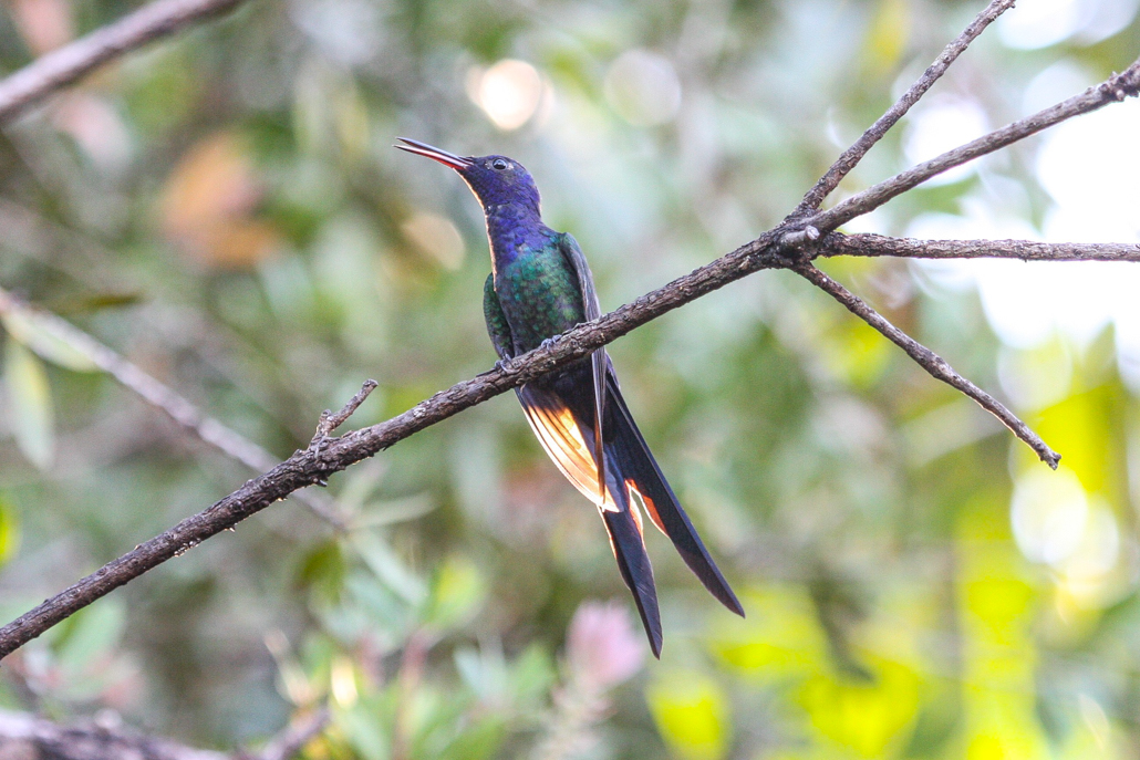 swallow-tailed_hummingbird