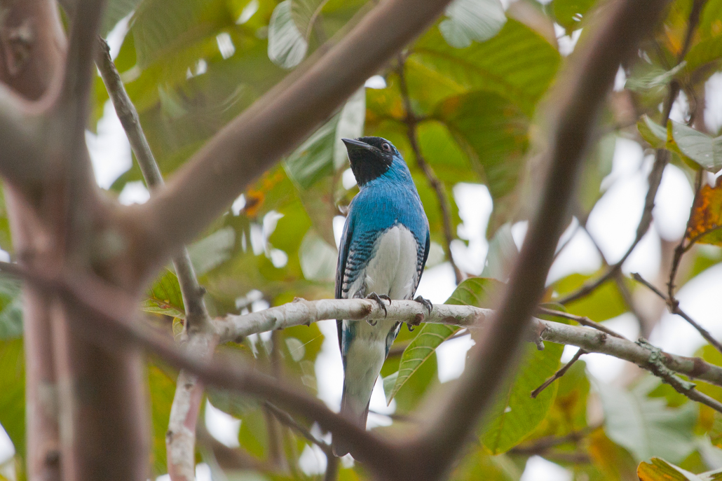 swallow_tanager