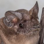 tadarida_brasiliensis