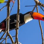 toco_toucan