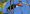 toco_toucan