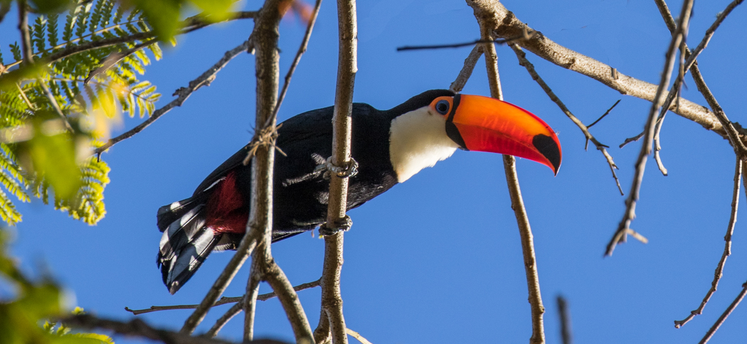 toco_toucan