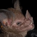 tonatia_bidens1050x48420231003