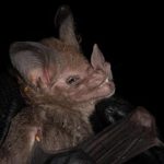 tonatia_bidens320x24020231003