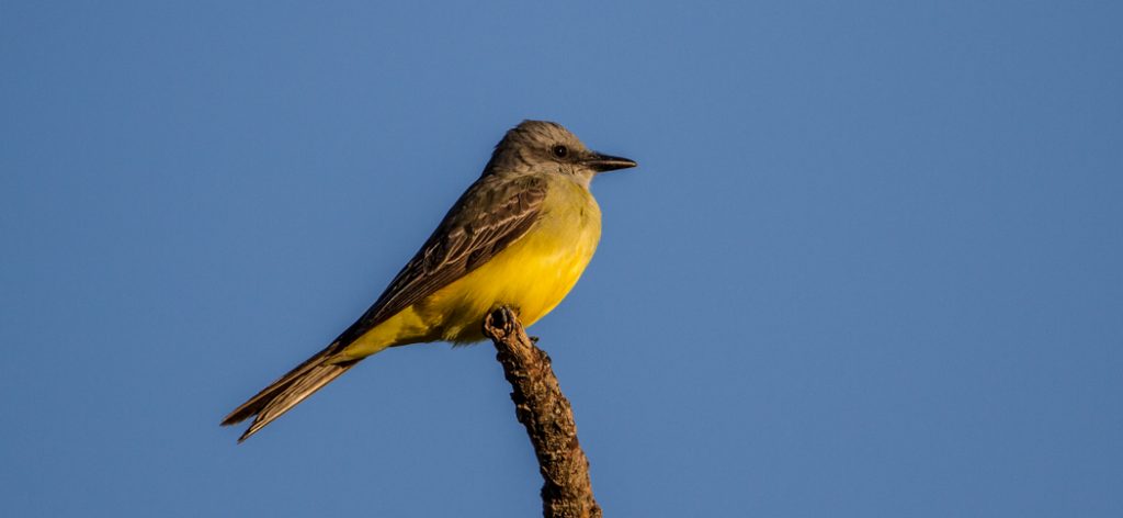 tropical_kingbird