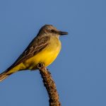 tropical_kingbird