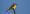 tropical_kingbird