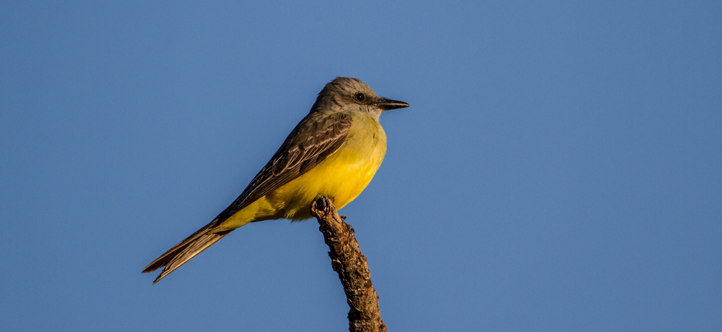 tropical_kingbird