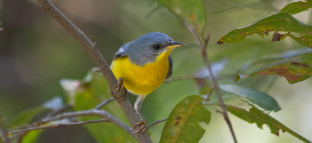 tropical_parula