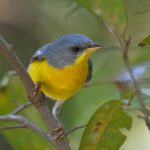 tropical_parula