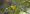 tropical_parula