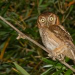 tropical_screech_owl