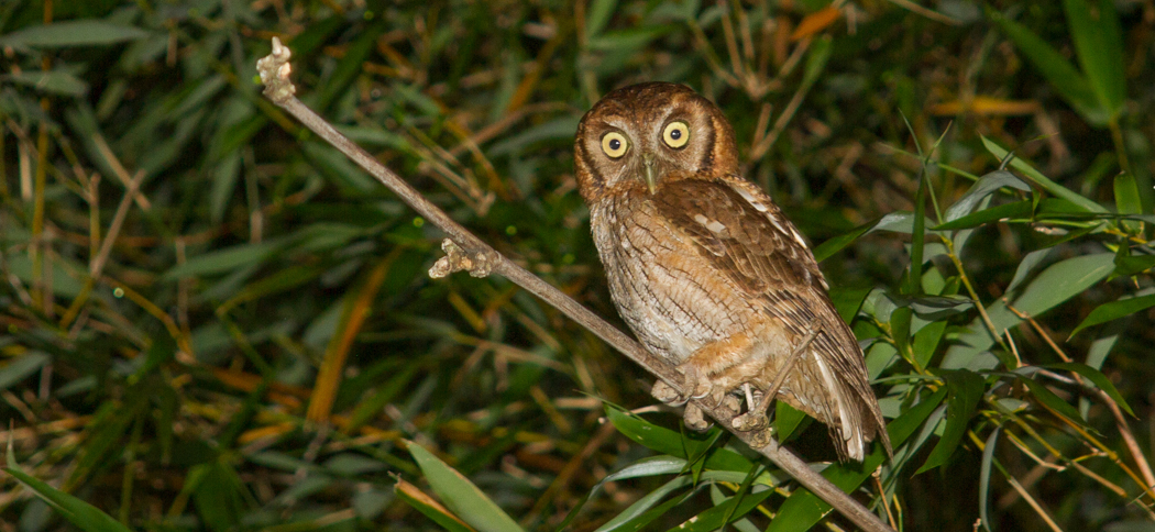 tropical_screech_owl