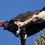 turkey_vulture