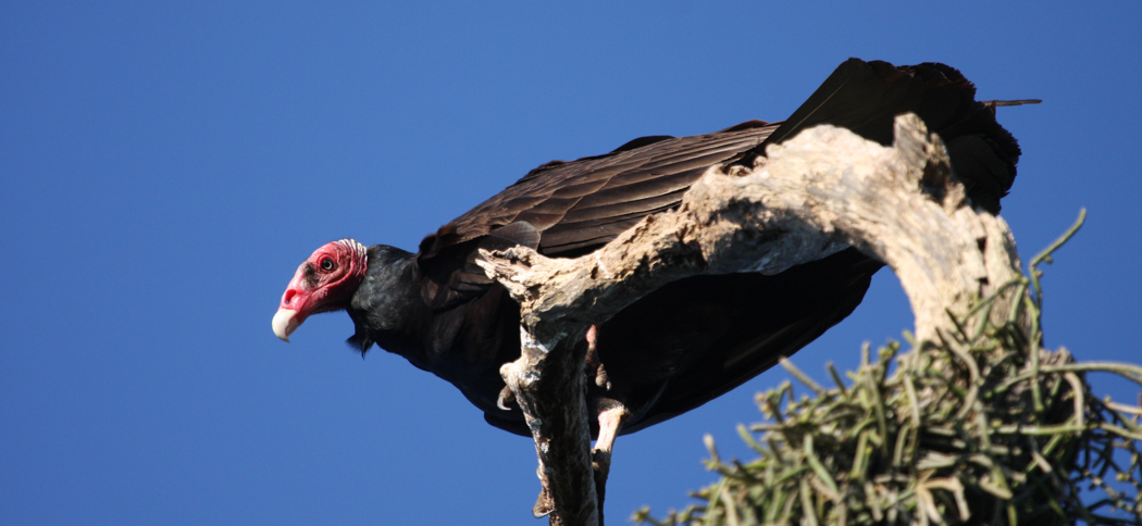 turkey_vulture
