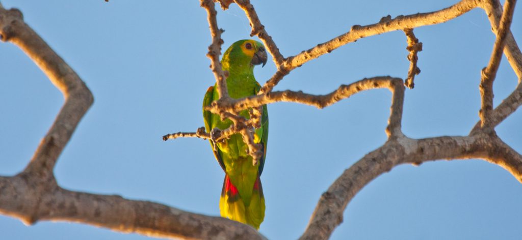 turquoise-fronted_parrot
