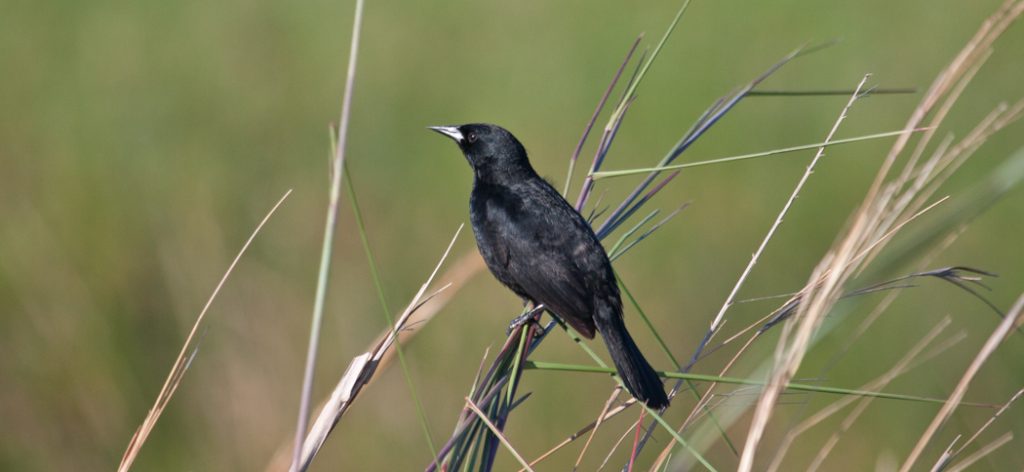 unicoloured_blackbird